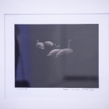 Remigijus Treigys, „Gulbės“. Fotografija, 2018 m. Nerijaus Jankausko nuotr.