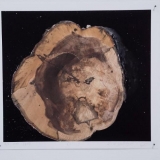 Rūta Spelskytė. Obelis. 2014–2015 m., giclee atspaudas. Nerijaus Jankausko nuotr.