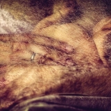 I. Mockutė-Pocienė. Iš ciklo „Mutabor“. 2017. Fotografija.