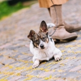 Instaliacijos „Sala“ pristatymas. Domo Rimeikos nuotr.