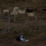 Irmos Leščinskaitės objektai ir peizažo linijos. KKKC meno rezidentų nuotr.