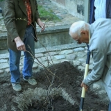 KKKC Muziejų naktis: vynuogės sodinimas. Donato Bielkausko nuotr.