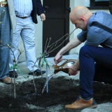 KKKC Muziejų naktis: vynuogės sodinimas. Donato Bielkausko nuotr.