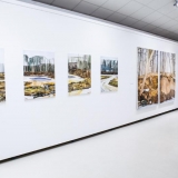 Mykolės tapybos darbų parodos „Gamtovaizdis” ekspozicijos fragmentas. Nerijaus Jankausko nuotr.