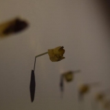 Neringa Poškutė-Jukumienė, „In Gold We Trust“. Ingridos Mockutės-Pocienės nuotr.