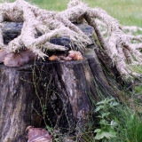 Projektas \"Per negalią galintiems\". Žemės menas. Rūtos Petniūnaitės nuotr.