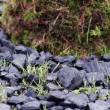 Projektas \"Per negalią galintiems\". Žemės menas. Rūtos Petniūnaitės nuotr.