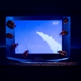 Jurga Barilaitė. 5 geriausi sprogimai. Videokoliažas, 2016 