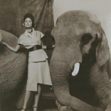4-german-vogue-ysl-elephant